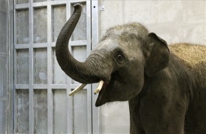 Három elefántbika érkezett a veszprémi állatkertbe