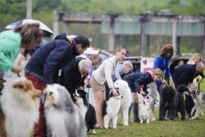 Nemzetközi kutyakiállításon Bélapátfalván