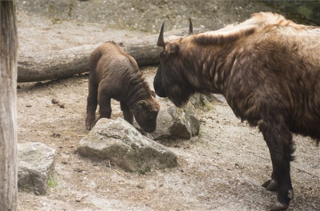Ritkaságnak számító takinborjú született a Nyíregyházi Állatparkban