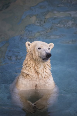 Jegesmedve érkezett a Nyíregyházi Állatparkba