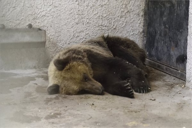 A Szegedi Vadasparkban gondozzák a Magyarországon kóborló medve 