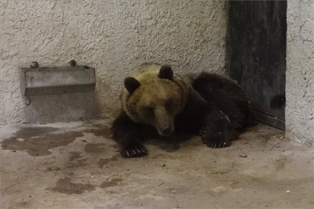 A Szegedi Vadasparkban gondozzák a Magyarországon kóborló medve 
