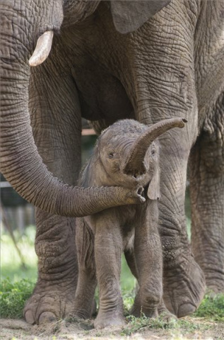 Afrikai elefánt született a Nyíregyházi Állatparkban