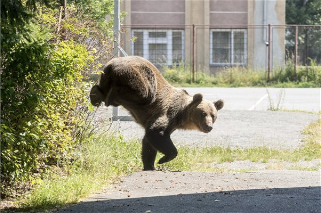 Medvét lőttek ki egy csíkszeredai iskola udvarán