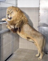 A Veresegyházi Medveotthonban leltek végleges otthonra romániai cirkuszi oroszlánok