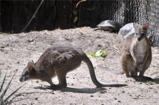 Kihaltnak hitt kengurufaj érkezett Antwerpenből a budapesti állatkertbe