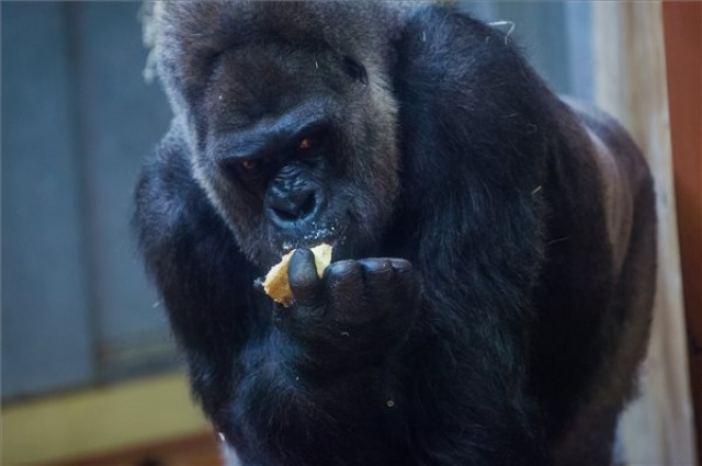 Negyvenéves Golo, a fővárosi állatkert gorillája