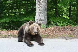 Erdély - Medve
