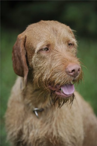 Drótszőrű vizsla is indulhat jövőre a legrangosabb amerikai kutyakiállításon