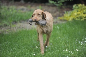 Drótszőrű vizsla is indulhat jövőre a legrangosabb amerikai kutyakiállításon