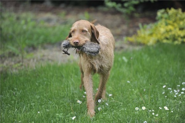 Drótszőrű vizsla is indulhat jövőre a legrangosabb amerikai kutyakiállításon
