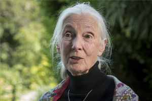 Interjú Jane Goodall brit etológussal 