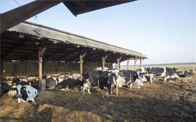 Mezőhegyesen megalakult a Nemzeti Ménesbirtok és Tangazdaság