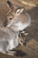 Három hónapos Bennett-kenguruk Nyíregyházán 