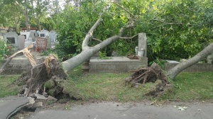 Vihar a szegedi Belvárosi temetőben - 2018.07.27.