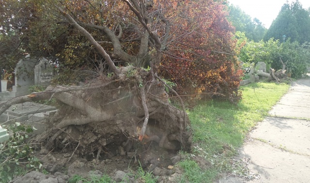 Vihar a szegedi Belvárosi temetőben - 2018.07.27.