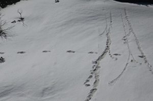 Indiai Yeti