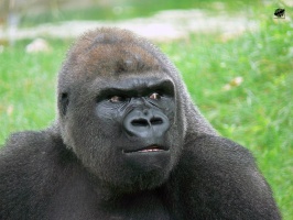 Nyugati síkvidéki gorilla