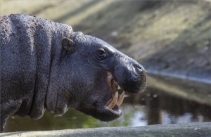 Törpe víziló született a Szegedi Vadasparkban