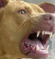 Pitbull