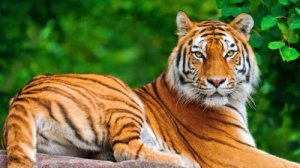 Bengáli tigris