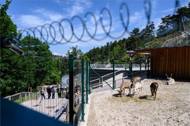Modern városok - Új medvekifutót és -házat adtak át a Veszprémi Állatkertben