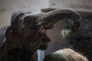 Vasárnap ünnepli fennállásának 154. évfordulóját a fővárosi állatkert