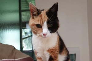Georgie macska