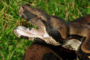 Boa Constrictor