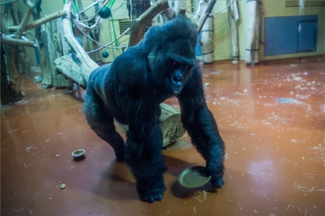 Negyvenéves Golo, a fővárosi állatkert gorillája