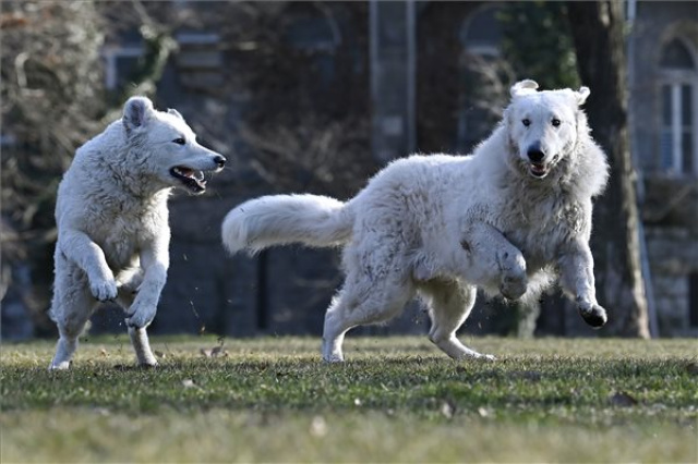 Megjelent a Nemzeti kincsünk a kuvasz című könyv
