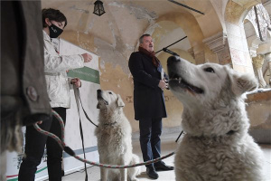 Megjelent a Nemzeti kincsünk a kuvasz című könyv