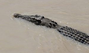 Krokodil