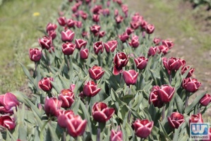 Tulip Garden Mórahalom