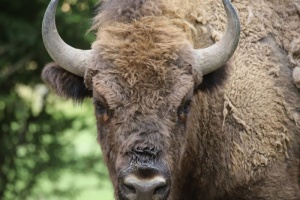 Bölény