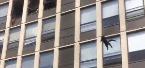 Macska Chicago