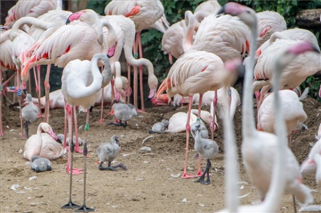 Húsz flamingófióka kelt ki a napokban a budapesti állatkertben