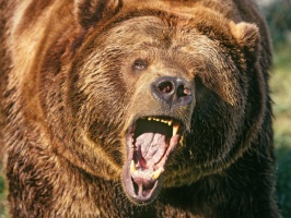Grizzly