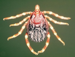 Hyalomma kullancs