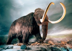 Gyapjas mamut