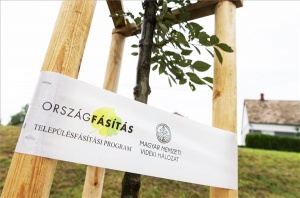 Elkezdődött a településfásítási program őszi ültetési időszaka