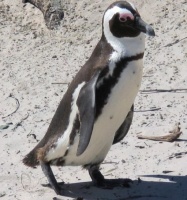 Pingvin