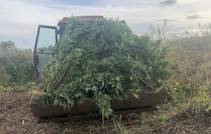 Kannabisz Csépa