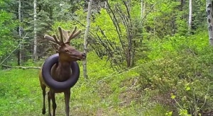 Szarvas gumikerékkel