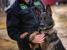NAV kutyák