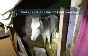 Állatkínzás - 2022.01.22.