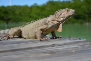 Leguan