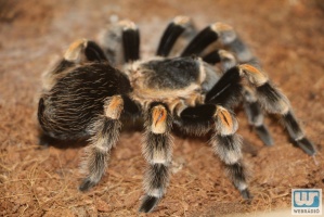 Tarantula