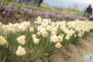 TulipGarden Mórahalom