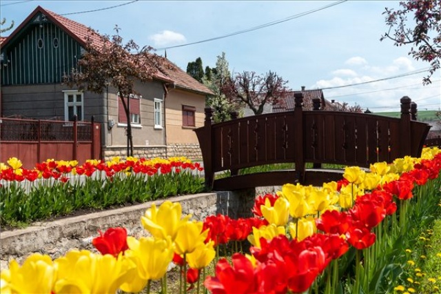 Több tízezer tulipán virágzik az erdélyi Kalotaszentkirályon 